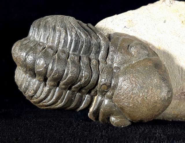 Reedops cephalotes hamalagdadianus ALBERTI 1983 - Bild © FossNet FossilienStore